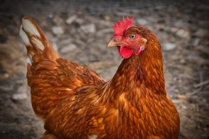 Oihane Molinero presenta su reflexión sobre la sociedad en 'Loros y gallos'